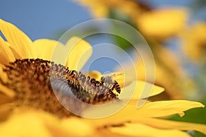 Honey Bee with Sunflower in the Nature.