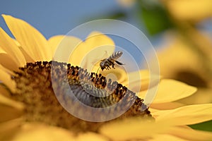 Honey Bee with Sunflower in the Nature.