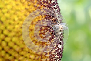 Honey Bee and Sunflower for the nature background