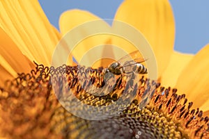 Honey Bee and Sunflower for the nature background