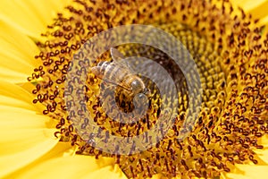 Honey Bee and Sunflower for the nature background