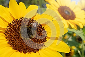 Honey Bee and Sunflower for the nature background