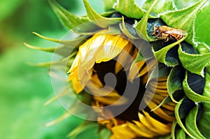 Honey bee on sunflower. nature, insect, flower