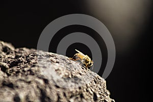 Honey bee at sunset