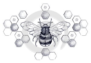 Honey bee surrounded by pattern of honeycombs