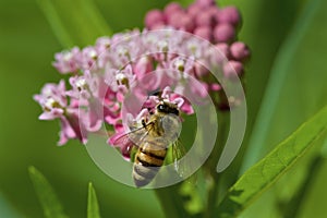 Honey Bee on Swamp Milkweed  815687