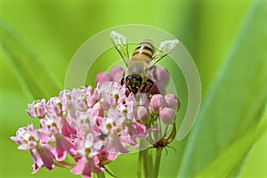 Honey Bee on Swamp Milkweed   815693