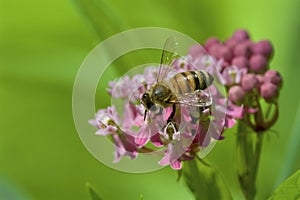 Honey Bee on Swamp Milkweed  815697