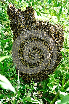 Honey Bee Swarm