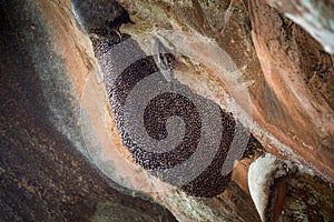 Honey bee swarm