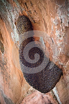 Honey bee swarm