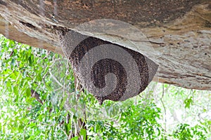 Honey bee swarm