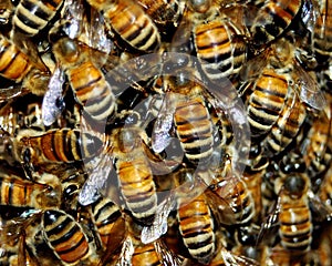 Honey Bee Swarm photo