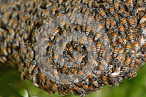 Honey bee swarm