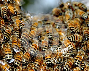 Honey bee Swarm photo