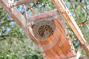 Honey bee swarm