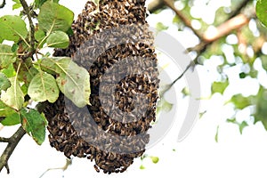 Honey bee swarm on an apple tree.