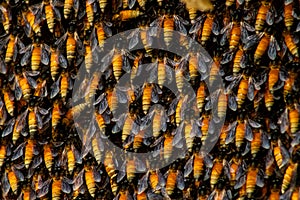 Honey Bee Swarm,bees protecting their hive