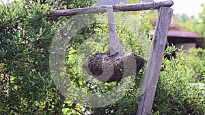 Honey bee swarm cluster hanging on wooden plank.