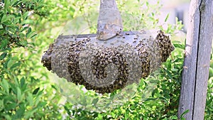 Honey bee swarm cluster hanging on wooden plank.