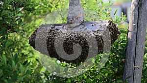 Honey bee swarm cluster hanging on wooden plank.