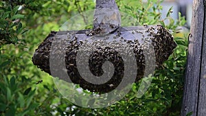 Honey bee swarm cluster hanging on wooden plank.