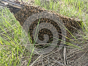 honey bee swarm on ground