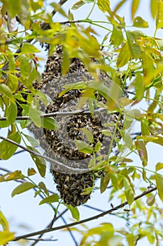 Honey bee swarm in a tree