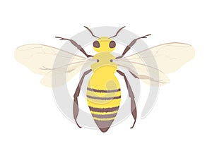 Honey bee symbol of beekeeping and apiaries. Isolated insect illustration