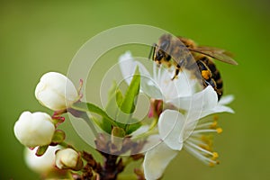 A honey bee takes nectar from a spring white cherry flower. Close-up of an insect on a background of blossom and