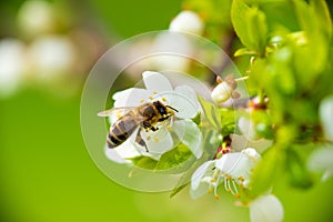 A honey bee takes nectar from a spring white cherry flower. Close-up of an insect on a background of blossom and