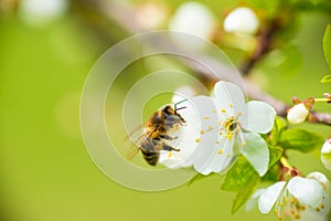A honey bee takes nectar from a spring white cherry flower. Close-up of an insect on a background of blossom and