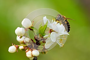 A honey bee takes nectar from a spring white cherry flower. Close-up of an insect on a background of blossom and