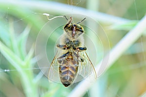 Honey bee tangled in the spider webs close-up