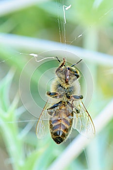 Honey bee tangled in the spider webs close-up