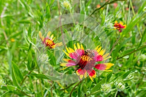 Honey Bee on a Texas Indian Blanket (or Fire Wheel) Wildflower