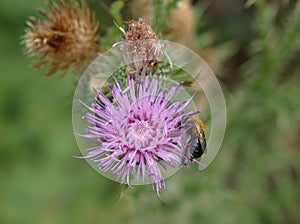 Honey bee on thistle flower in Villa de Merlo