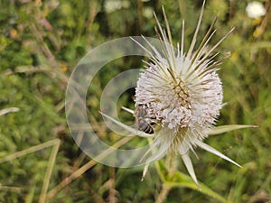 Honey Bee on the thristle flower in nature or in the garden.