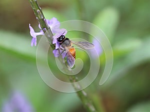 Honey bee on tiny violate flowers