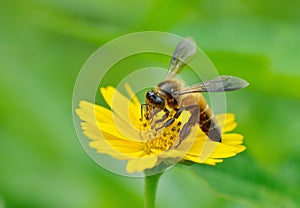 Honey Bee to the flower and collect the nectar