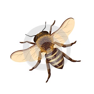 Honey bee, top view of isolated honeybee with wings, antennae on head with fur and buzz