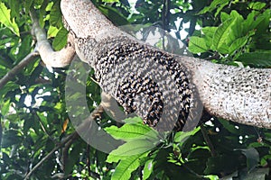 Honey bee on tree in jungle