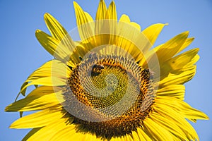 Honey Bee Trio on Sunflower