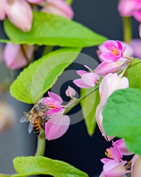 Honey Bee on Tropical Pink Flowers 3