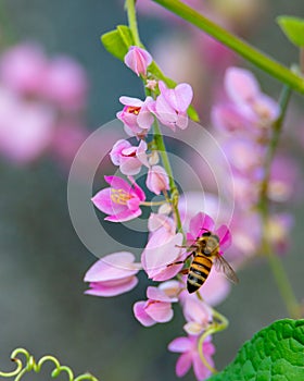 Honey Bee on Tropical Pink Flowers 4