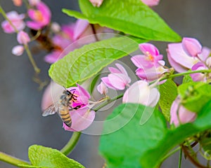 Honey Bee on Tropical Pink Flowers 5