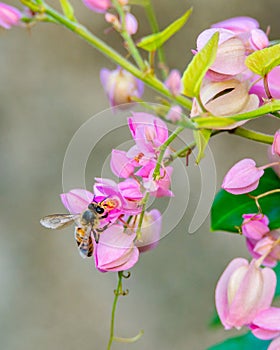 Honey Bee on Tropical Pink Flowers 6