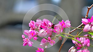 Honey bee on tropical pink flowers video