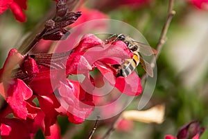 Honey bee up close on red sage flowers