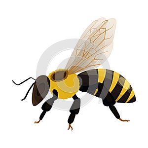 Honey bee vector icon.Cartoon vector icon isolated on white background honey bee.